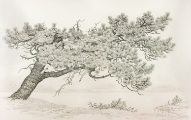 Drawing of a pine tree with a leaning trunk and dense needle clusters.